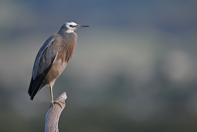 Obiektyw Nikkor Z 800mm f/6.3 VR S | Odbierz rabat 5% z kodem w koszyku NIKON5% | Obiektyw NIKKOR Z z 5-letnia gwarancją!