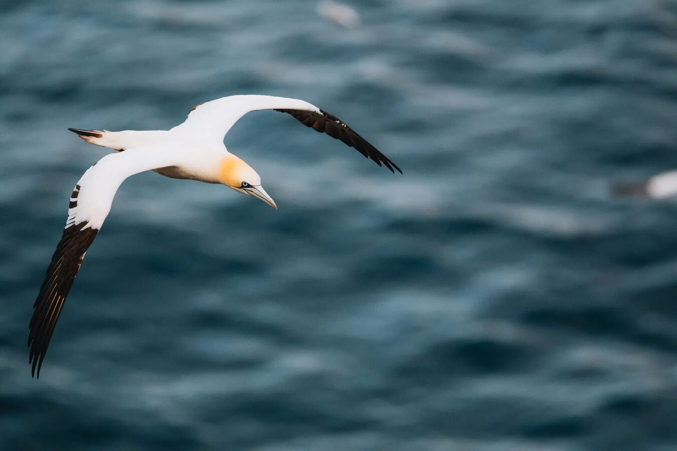 Obiektyw Fujinon XF 500mm f/5,6 R LM OIS WR