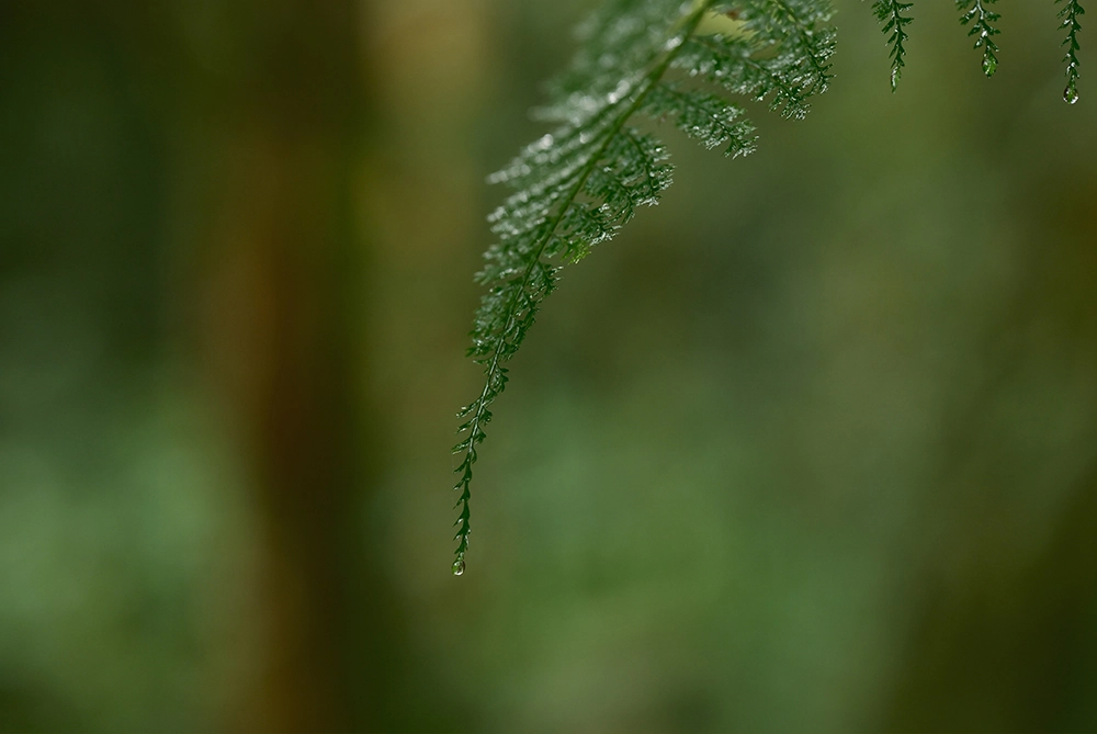 Obiektyw Fujinon XF 56mm f/1.2 R WR (wypożyczalnia)