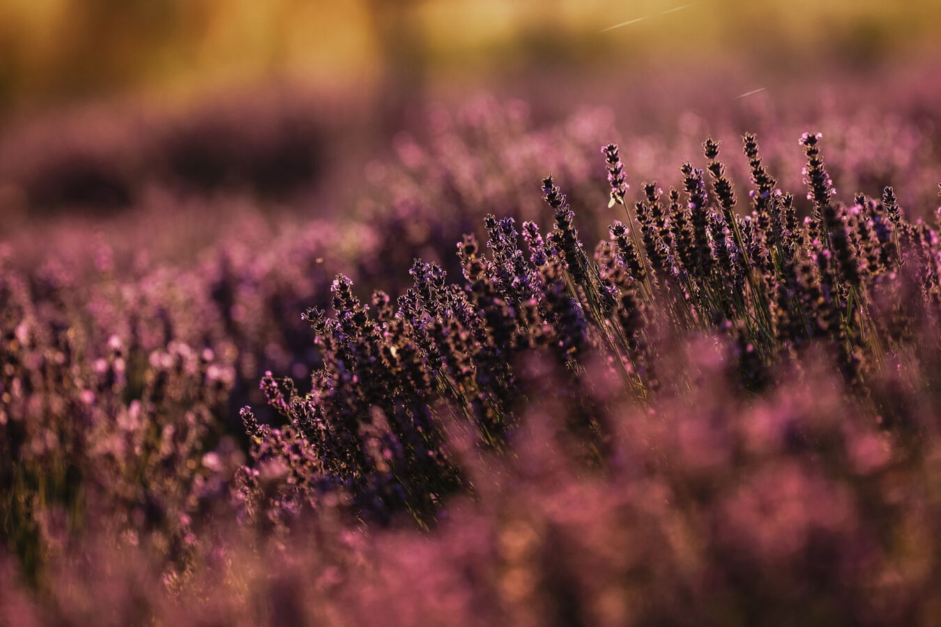 Obiektyw Sigma 200mm f/2 DG DN Sport (L-mount) - 5 lat gwarancji
