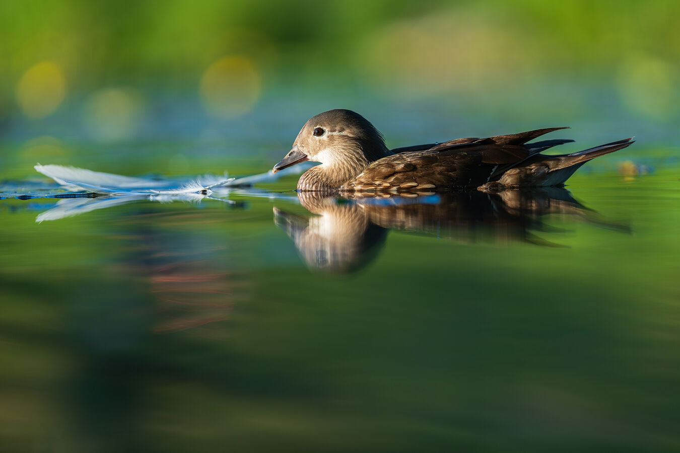 Obiektyw Sigma 200mm f/2 DG DN Sport (L-mount) - 5 lat gwarancji