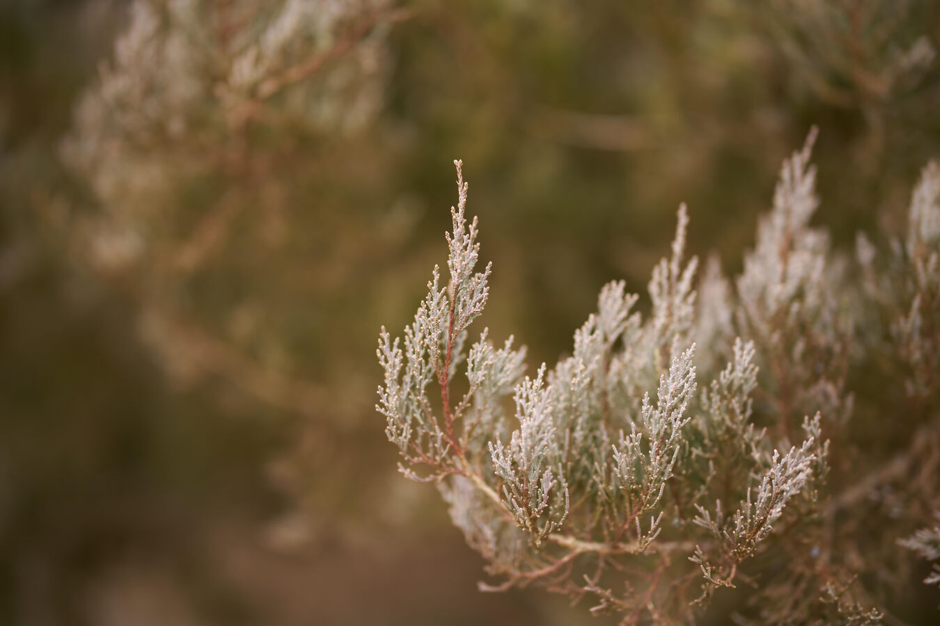 Obiektyw Sigma 50mm f/1.2 DG DN Art Sony E - wypożyczalnia