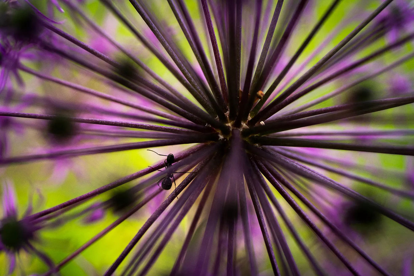 Obiektyw Tamron 50-400mm f/4.5-6.3 Di III VC VXD (Nikon Z) + 5 lat gwarancji