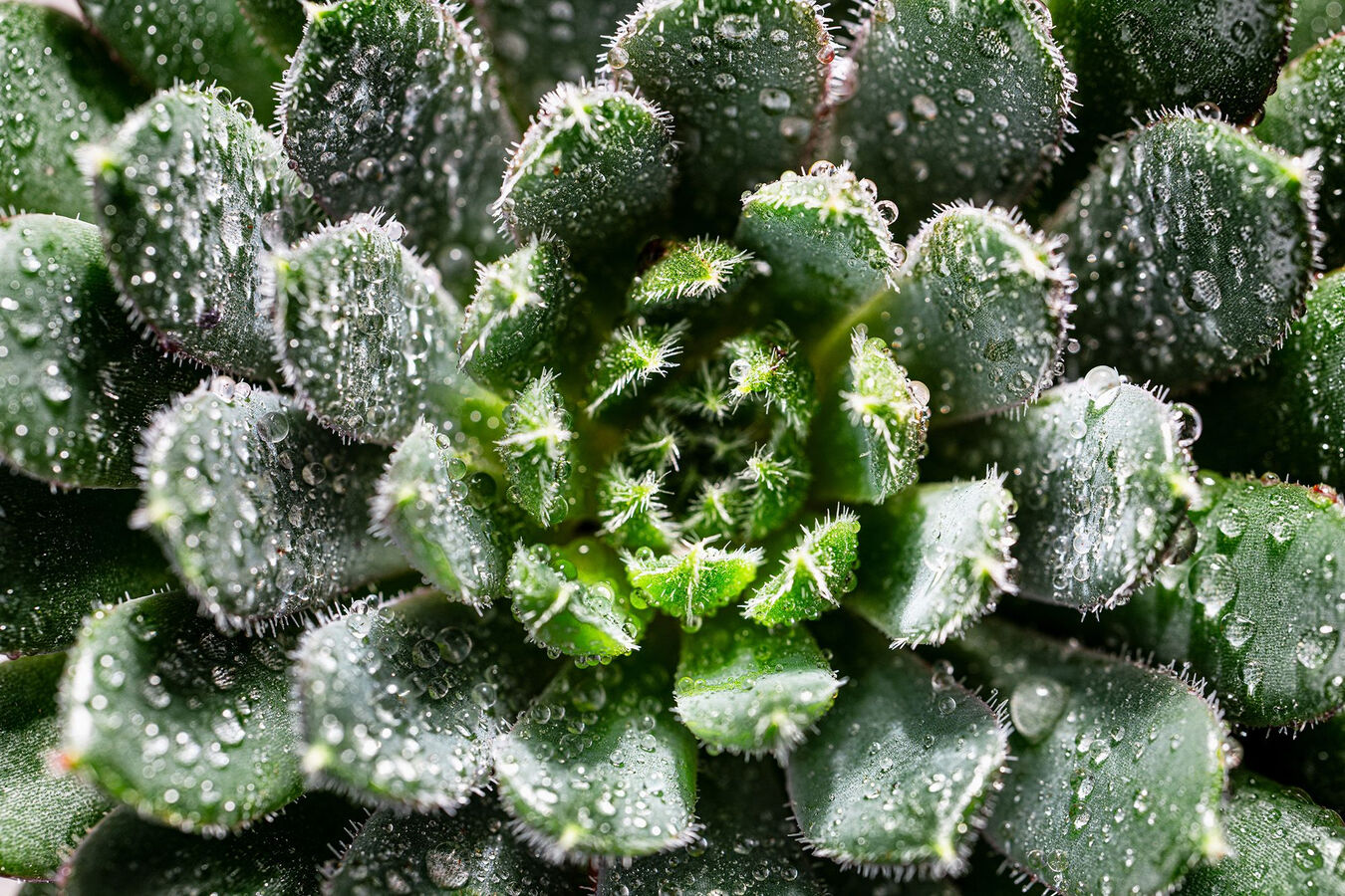 Obiektyw Tamron 90mm f/2,8 Di III VXD Macro (Nikon Z) + 5 lat gwarancji