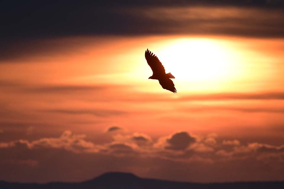 Obiektyw Nikkor AF-S 500mm f/5,6E PF ED VR