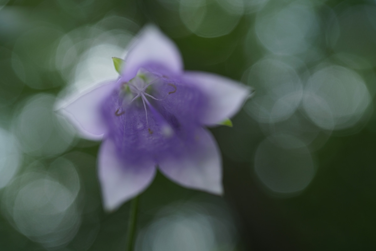 Obiektyw Sony FE 50mm f/2,8 Macro (SEL50M28)