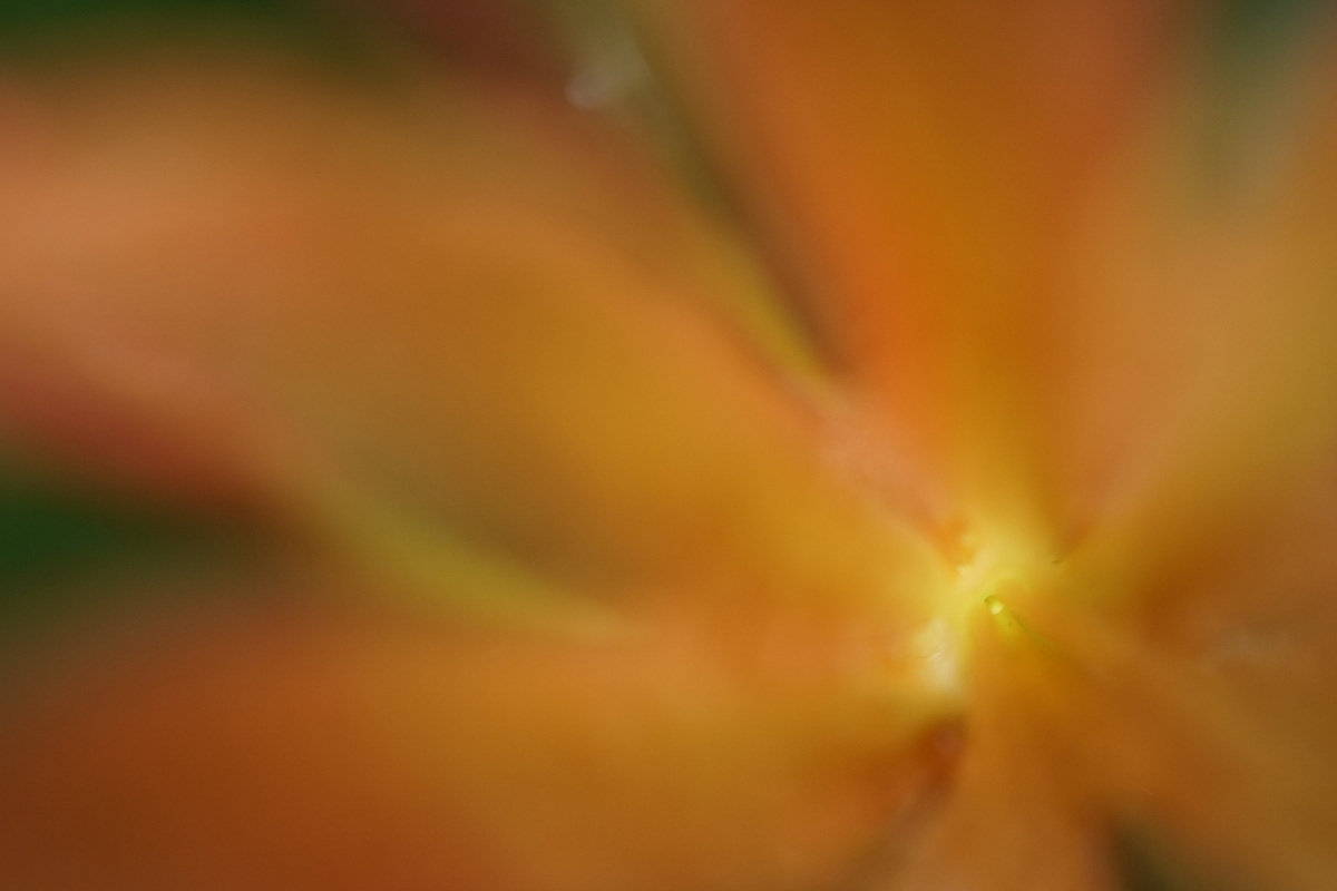 Obiektyw Sony FE 50mm f/2,8 Macro (SEL50M28)