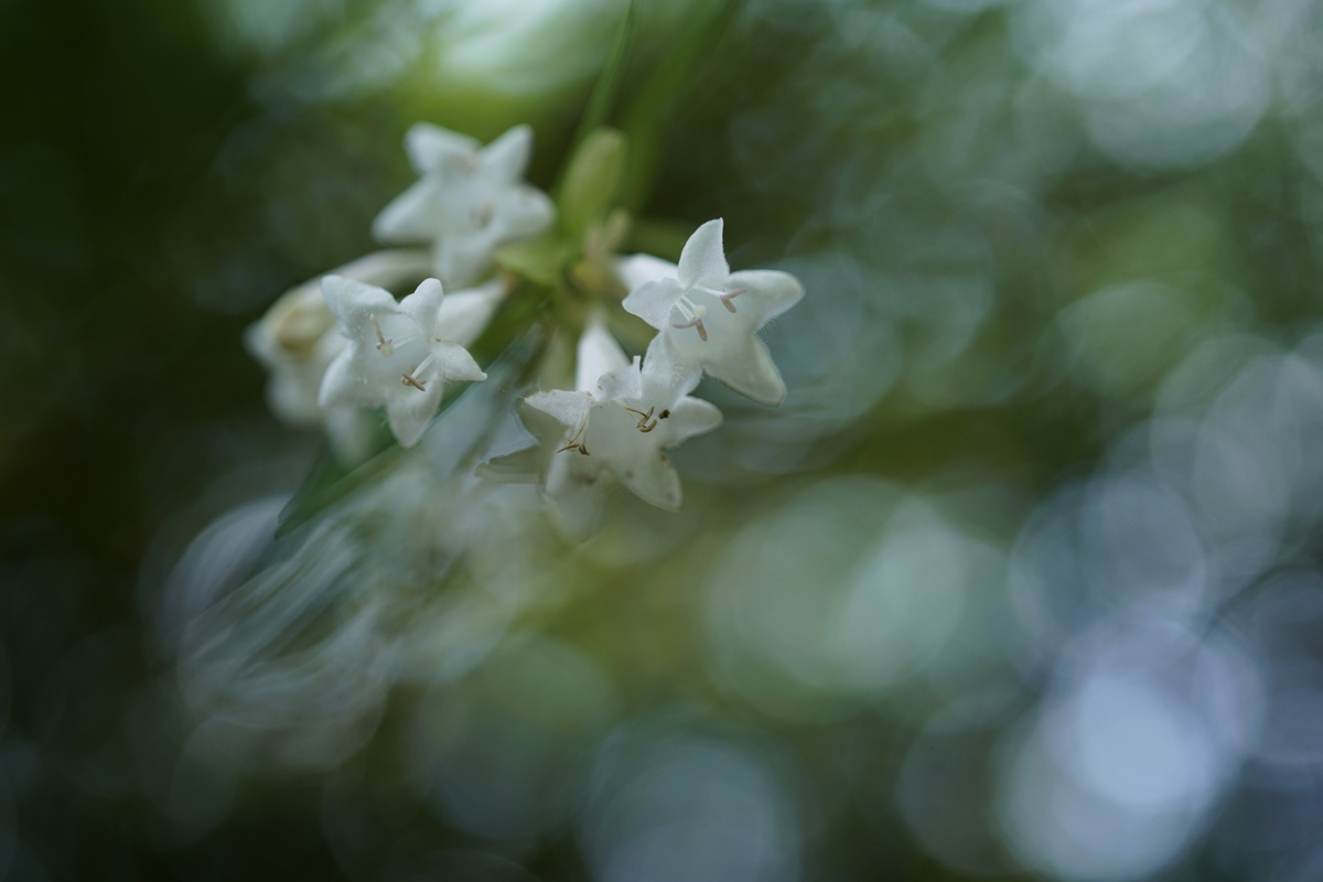 Obiektyw Sony FE 50mm f/2,8 Macro (SEL50M28)