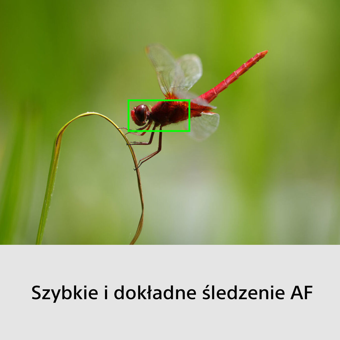 Bezlusterkowiec Sony A6700 + Obiektyw Sony E 70-350mm f/4.5-6.3 OSS G Lens + 16-50mm - Wildlife Photography Kit ILCE6700GBDI.EU