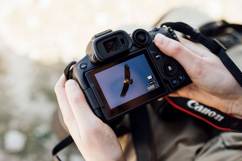Canon R7 fotografia przyrodnicza