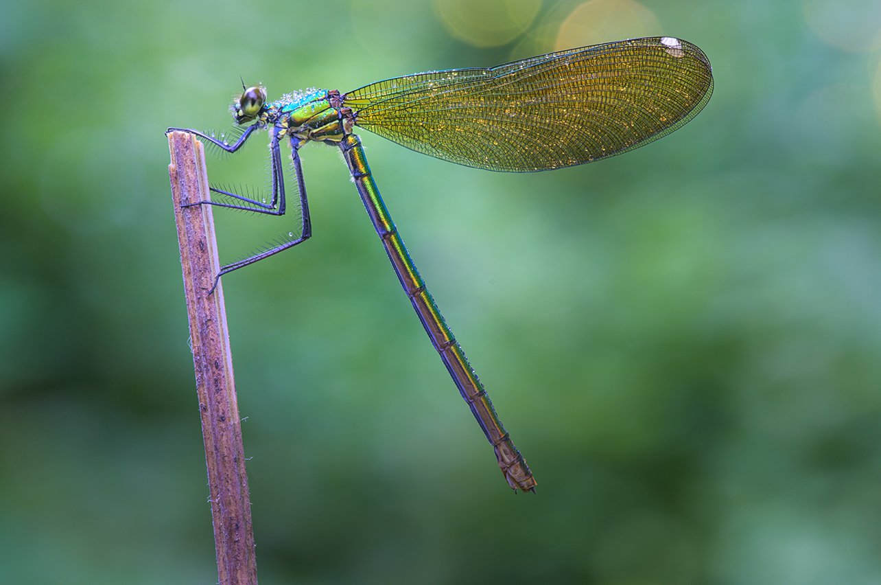 laowa 90mm bokeh