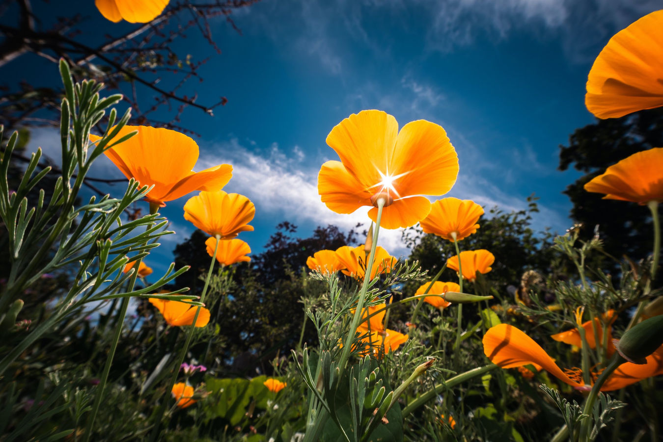 Obiektyw Laowa 10mm f/4 pancake - Nikon Z APS-C (Cookie)