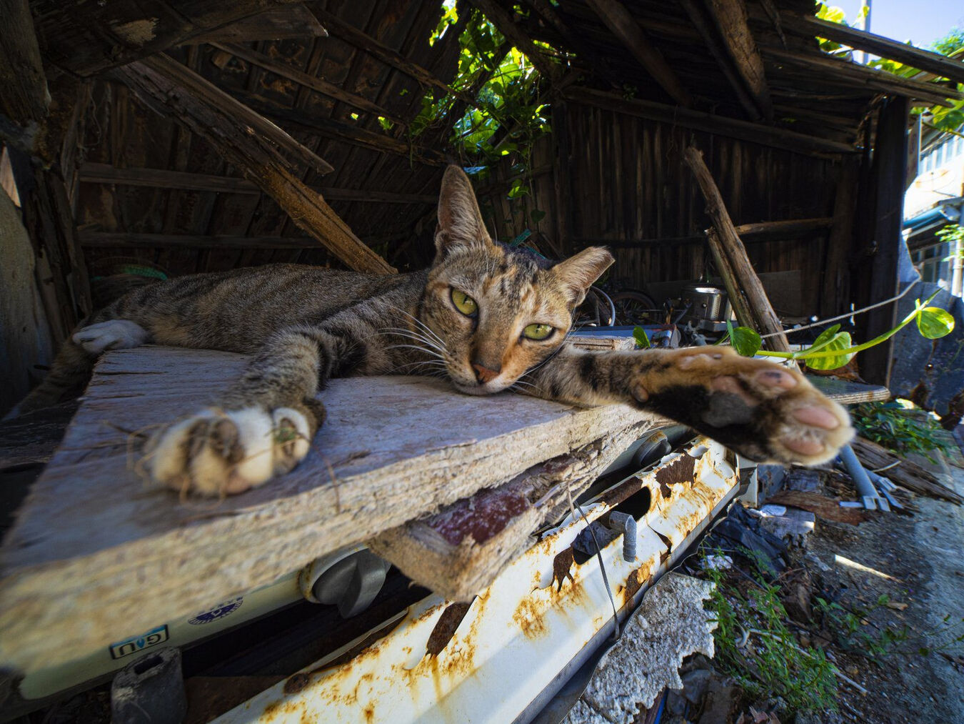 Obiektyw Laowa 6mm f/2 Zero-D - mikro 4/3