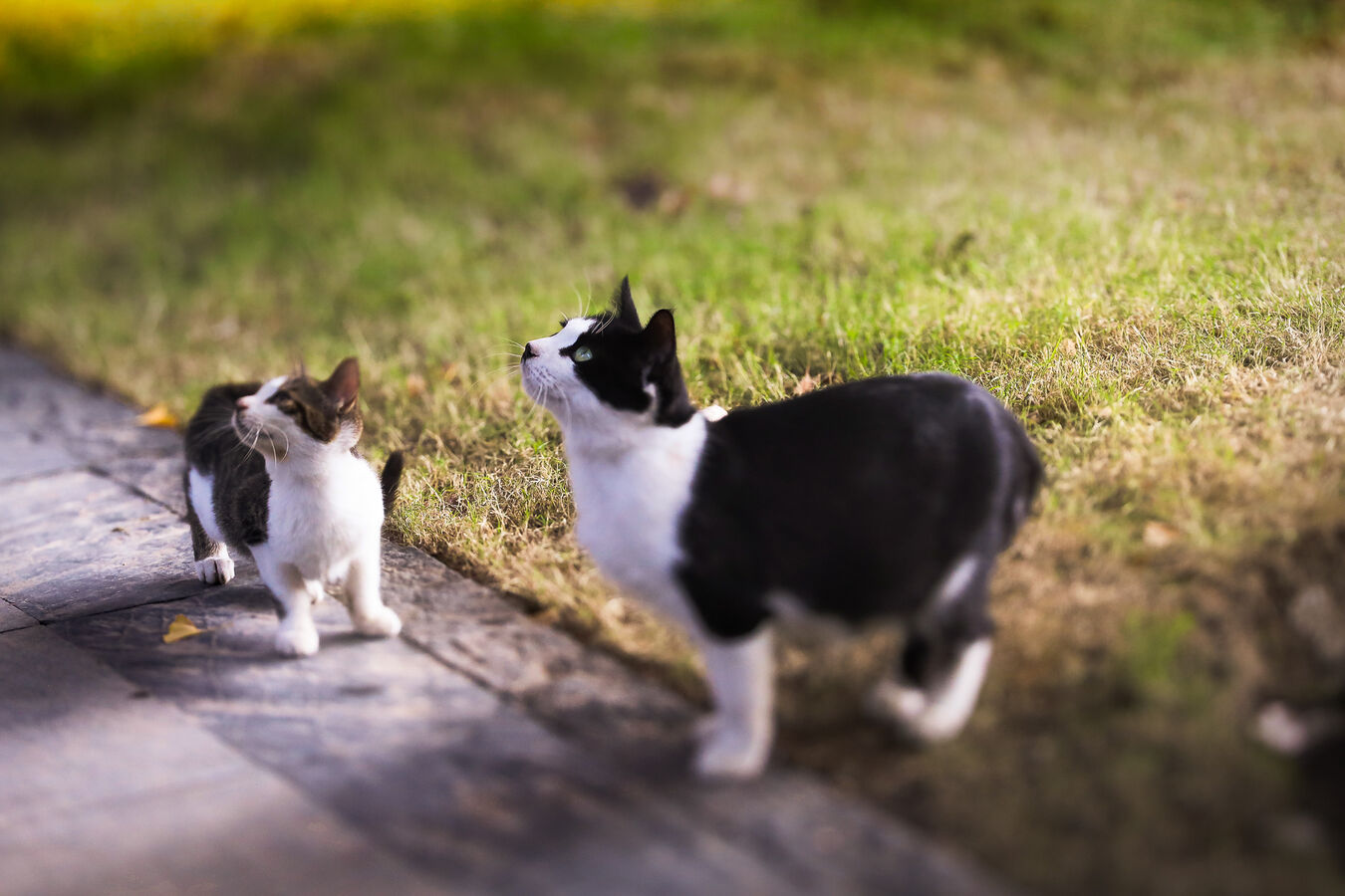 Obiektyw Laowa 100mm F/2.8 Tilt-Shift Macro 1x - Fujifilm GFX