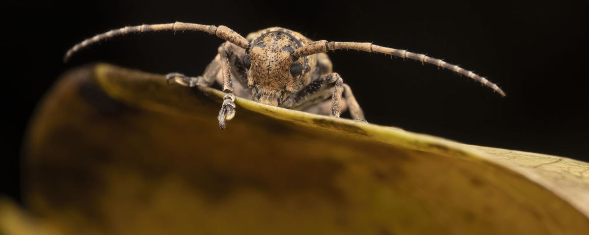 Obiektyw Laowa 85mm f/5,6 Ultra Makro 2x APO - Sony E - pełna klatka