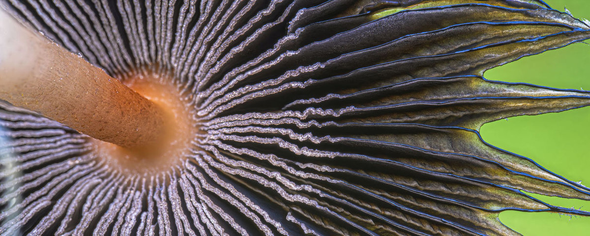 Obiektyw Laowa 85mm f/5,6 Ultra Makro 2x APO - Sony E - pełna klatka